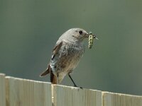Phoenicurus ochruros 3, Zwarte roodstaart, female, Saxifraga-Jan van der Straaten