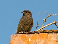Phoenicurus ochruros 37, Zwarte roodstaart, Saxifraga-Bart Vastenhouw