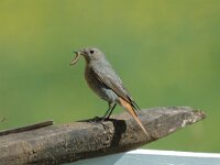 Phoenicurus ochruros 4, Zwarte roodstaart, female, Saxifraga-Jan van der Straaten