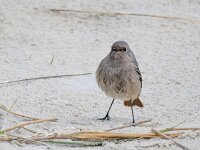 Phoenicurus ochruros 40, Zwarte roodstaart, Saxifraga-Bart Vastenhouw