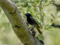 Phoenicurus ochruros 48, Zwarte roodstaart, adult, male, Saxifraga-Theo Verstrael