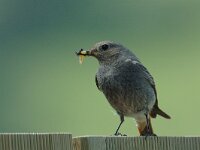 Phoenicurus ochruros 5, Zwarte roodstaart, female, Saxifraga-Jan van der Straaten