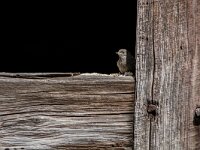 Phoenicurus ochruros 50, Zwarte roodstaart, juvenile, Saxifraga-Theo Verstrael