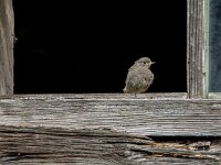 Phoenicurus ochruros 51, Zwarte roodstaart, juvenile, Saxifraga-Theo Verstrael