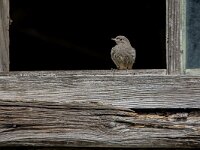 Phoenicurus ochruros 52, Zwarte roodstaart, juvenile, Saxifraga-Theo Verstrael