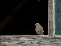 Phoenicurus ochruros 54, Zwarte roodstaart, juvenile, Saxifraga-Theo Verstrael