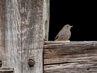 Phoenicurus ochruros 55, Zwarte roodstaart, juvenile, Saxifraga-Theo Verstrael