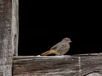 Phoenicurus ochruros 56, Zwarte roodstaart, juvenile, Saxifraga-Theo Verstrael