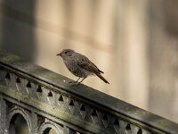 Phoenicurus ochruros 57, Zwarte roodstaart, juvenile, Saxifraga-Theo Verstrael