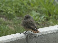 Phoenicurus ochruros 9, Zwarte roodstaart, Saxifraga-Willem van Kruijsbergen