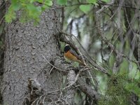 Phoenicurus phoenicurus 12, Gekraagde roodstaart, male, Saxifraga-Dirk Hilbers