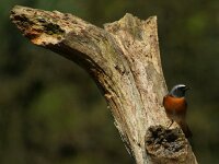 Phoenicurus phoenicurus 139, Gekraagde roodstaart, adult, male, Saxifraga-Theo Verstrael  Gekraagde roodstaart Lemelerberg 140416