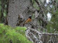 Phoenicurus phoenicurus 14, Gekraagde roodstaart, male, Saxifraga-Dirk Hilbers