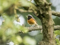 Phoenicurus phoenicurus 141, Gekraagde roodstaart, adult, male, Saxifraga-Theo Verstrael