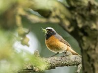 Phoenicurus phoenicurus 144, Gekraagde roodstaart, adult, male, Saxifraga-Theo Verstrael