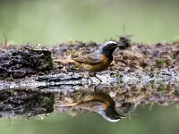 Phoenicurus phoenicurus 4, Gekraagde roodstaart, adult, male, Saxifraga-Theo Verstrael