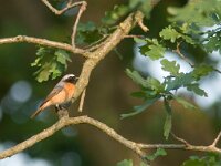 Phoenicurus phoenicurus 5, Gekraagde roodstaart, male, Saxifraga-Mark Zekhuis