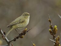 Phylloscopus collybita 11, Tjiftjaf, Saxifraga-Rik Kruit