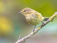 Common Chiffchaff bright garden background  Common Chiffchaff (Phylloscopus collybita) perched on stick while looking at camera on bright garden background : Songbird, animal, animals, background, beautiful, beauty, bird, birds, birdwatching, branch, bright, chiffchaff, closeup, collybita, common, cute, europe, fauna, feather, forest, funny, garden, green, insectivorous, leaf, little, looking, migrant, migratory, nature, passerine, perching, photo, photography, phylloscopus, rose, singing, single, sitting, small, spring, springtime, summer, tiny, tree, warbler, wild, wildlife