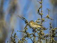 Phylloscopus collybita 119, Tjiftjaf, adult, male, Saxifraga-Theo Verstrael