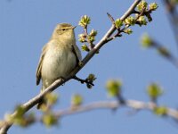 Phylloscopus collybita 122, Tjiftjaf, adult, male, Saxifraga-Theo Verstrael