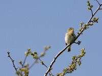 Phylloscopus collybita 123, Tjiftjaf, adult, male, Saxifraga-Theo Verstrael