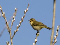 Phylloscopus collybita 124, Tjiftjaf, adult, male, Saxifraga-Theo Verstrael