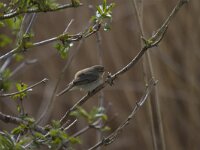 Phylloscopus collybita 9, Tjiftjaf, Saxifraga-Jan Nijendijk