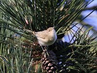 Phylloscopus collybita tristis 117, Siberische tjiftjaf, Saxifraga-Bart Vastenhouw
