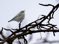 Phylloscopus humei 3, Humes bladkoning, Saxifraga-Luc Hoogenstein : vogel