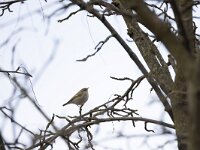 Phylloscopus humei 5, Humes bladkoning, Saxifraga-Luc Hoogenstein : vogel