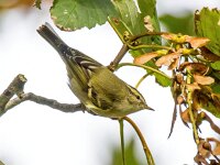 Phylloscopus inornatus 8, Bladkoning, Saxifraga-Bart Vastenhouw