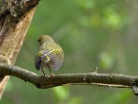 Phylloscopus sibilatrix 10, Fluiter, Saxifraga-Tom Heijnen
