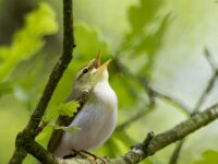 Phylloscopus sibilatrix 15, Fluiter, adult, male, Saxifraga-Theo Verstrael
