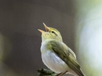 Phylloscopus sibilatrix 17, Fluiter, adult, male, Saxifraga-Theo Verstrael