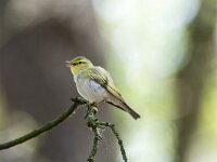 Phylloscopus sibilatrix 18, Fluiter, adult, male, Saxifraga-Theo Verstrael