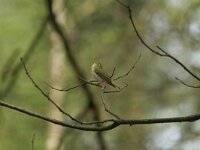 Phylloscopus sibilatrix 2, Fluiter, Saxifraga-Mark Zekhuis