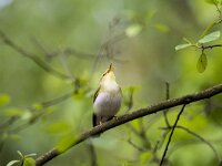 Phylloscopus sibilatrix 23, Fluiter, adult, male, Saxifraga-Theo Verstrael
