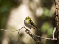 Phylloscopus sibilatrix 25, Fluiter, adult, male, Saxifraga-Theo Verstrael