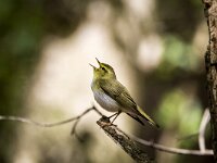 Phylloscopus sibilatrix 26, Fluiter, adult, male, Saxifraga-Theo Verstrael