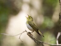Phylloscopus sibilatrix 7, Fluiter, Saxifraga-Theo Verstrael