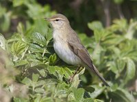 Phylloscopus trochilus 12, Fitis, Saxifraga-Mark Zekhuis