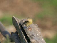 Phylloscopus trochilus 20, Fitis, Saxifraga-Dirk Hilbers