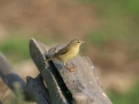 Phylloscopus trochilus 22, Fitis, Saxifraga-Dirk Hilbers