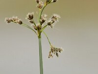 Phylloscopus trochilus 6, Fitis, Saxifraga-Rik Kruit