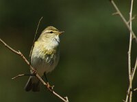 Phylloscopus trochilus 70, Fitis, adult, Saxifraga-Theo Verstrael  Fitis_140416