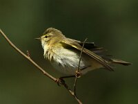 Phylloscopus trochilus 71, Fitis, adult, Saxifraga-Theo Verstrael