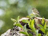 Phylloscopus trochilus 75, Fitis, adult, Saxifraga-Theo Verstrael