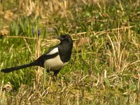 Pica pica 10, Ekster, Saxifraga-Jan van der Straaten