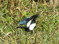 Pica pica 11, Ekster, Saxifraga-Jan van der Straaten